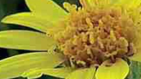 Arnica serve de anti-inflamatória analgésico p lesões musculares entorses