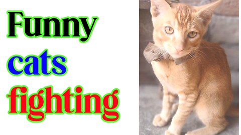 Funny🤣 cats fighting || so funny