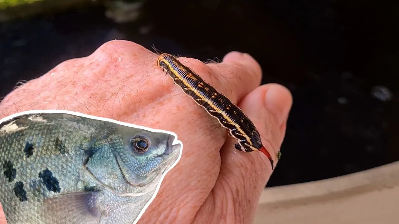 Grubs on the menu | Mini Aquaponics Update for Supporters