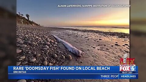 Another rare ‘doomsday fish’ discovered in San Diego County