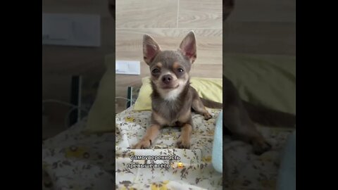 #shorts Смешные Собаки Из Тик Тока 3