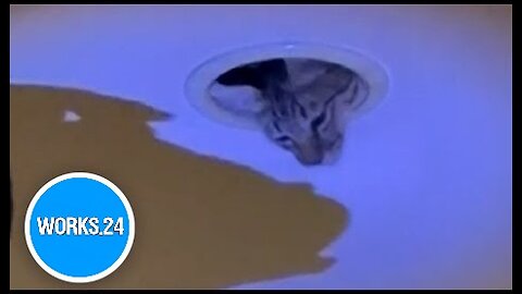 Club workers in Thailand rescue cat from light fixture in ceiling |
