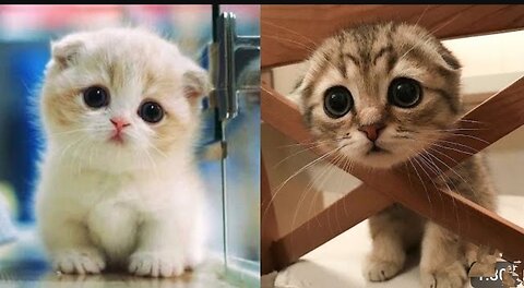 OMG! SO CUTE CATS!-NOCat No Life