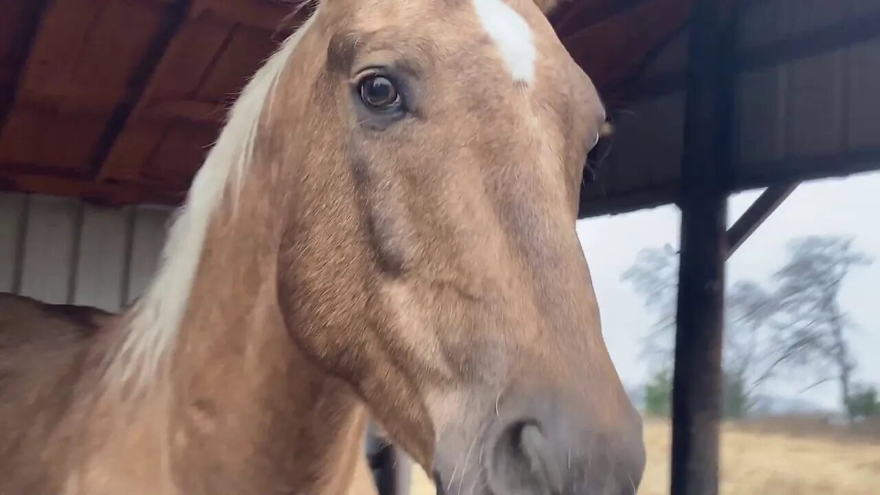 Rabbit Check In - Warm Day For Bunnies - Also The Horses Say Hi