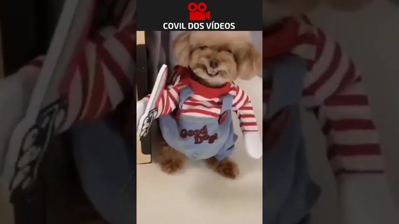 conheça o chucky o cachorro assassino