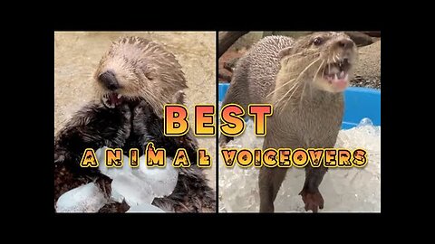 Best Animal Voiceovers - OTTER ICE DAY!