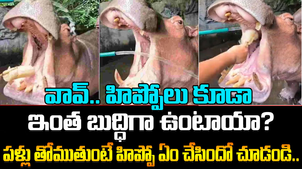 See What The Hippo Did While Brushing His Teeth..| వావ్..పళ్లు తోముతుంటే హిప్పో ఏం చేసిందో చూడండి..