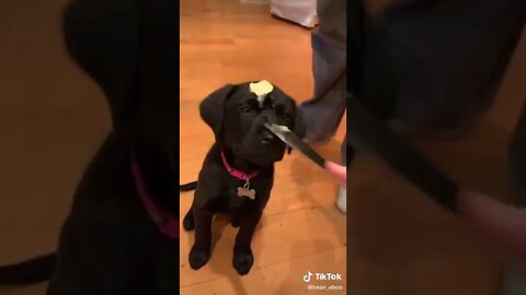Butter Puppy I TikTok