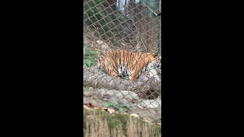 Bengal Tiger 🐅