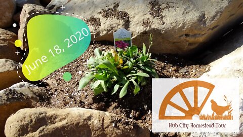 Hub City Homestead Tour 18 June 2020