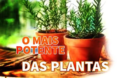 PORQUÊ O ALECRIM? TEM MUITO BENEFÍCIOS E POUCO USADO NA VIDA MODERNA