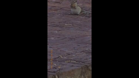 A cute squirrel eating food
