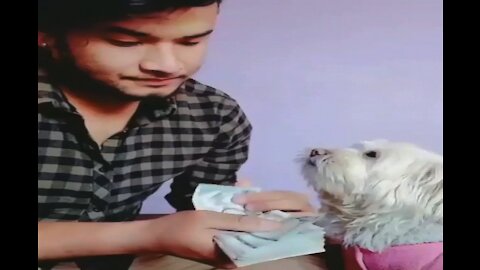 Helpful dog licks owner's finger to count money