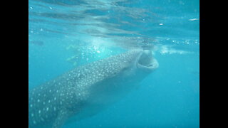 Sharks in the ocean