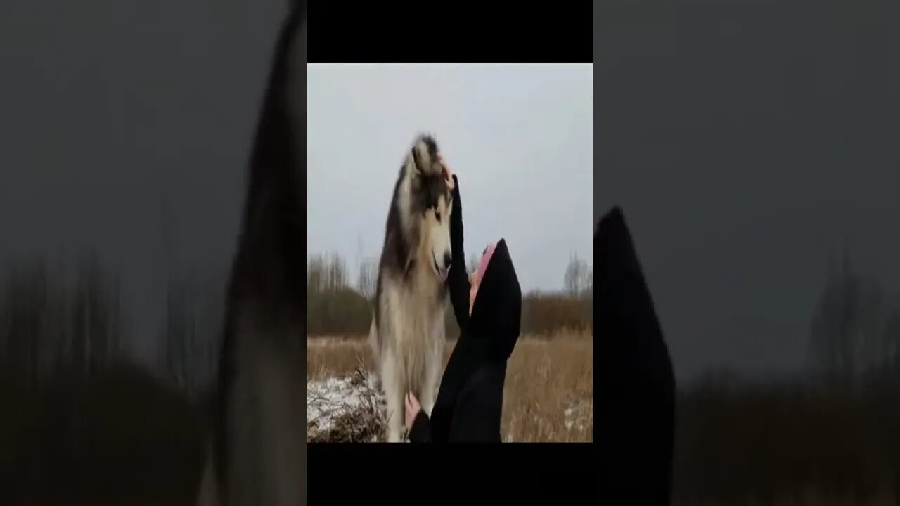cute dog 100