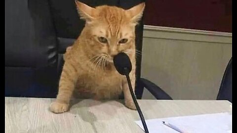 When you own a cat with an IQ 200😅funny