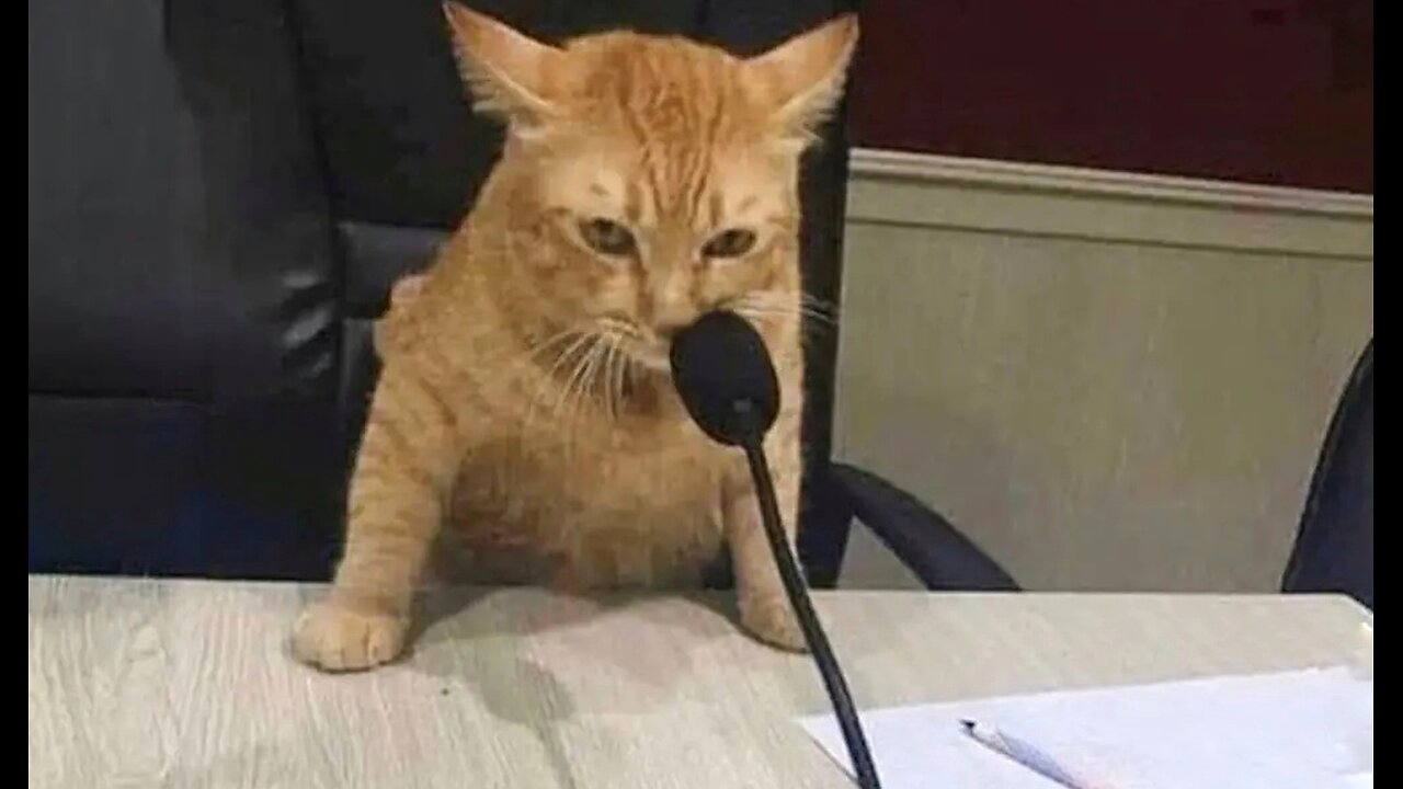 When you own a cat with an IQ 200😅funny