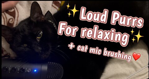 ASMR Cat Mic Brushing Using His Face ✨🤤
