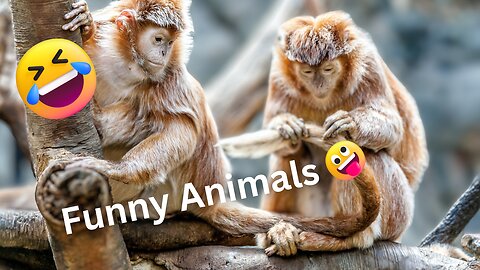 Best Funny Animal Videos of the year 🐾😂(2023)