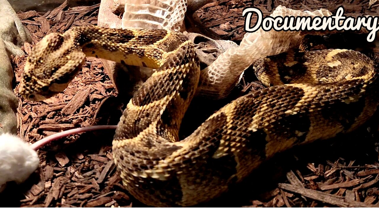 Deadly Golden PuffAdder Teaches Mouse A Fat Lesson!