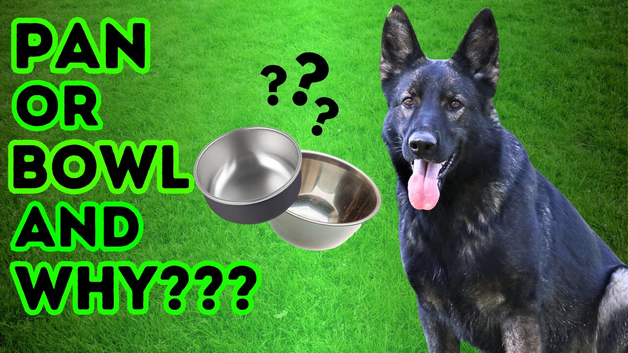 Dog Food Pans or Bowls??? Watch this to Avoid a Feeding Frenzy!!!