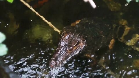 Caiman in an aquarium