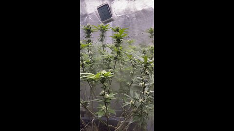 Square1genetics Gr8pe Nuts