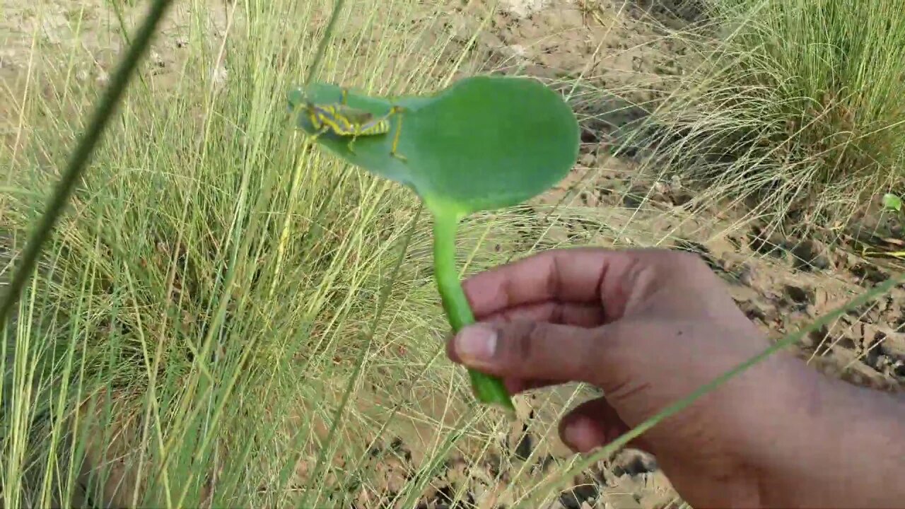 grasshopper stuck in water rescued by Man