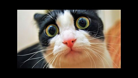 Funny animals - Funny cats - Funny animals video
