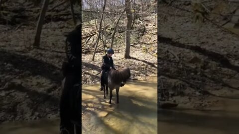 🏇🤿💷 #Shorts