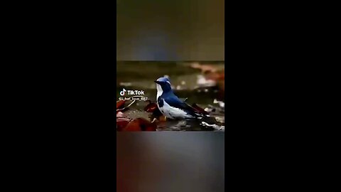 7101459/e2672a075b4e43eda17b7197aa9fbe8e_9819e35dedcf407fa17ea99eae1441bd.mp4