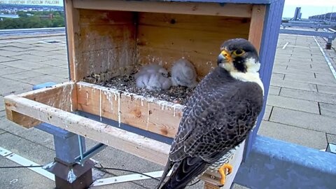 MSU baby falcons take flight