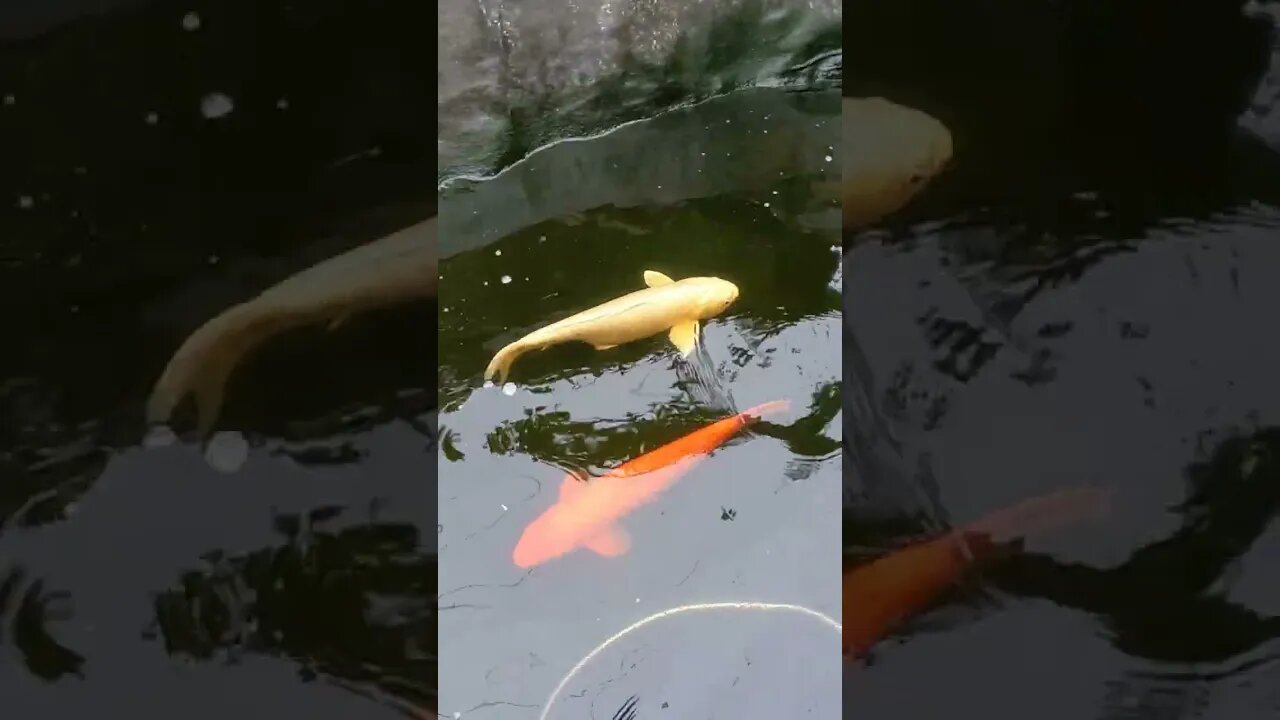 Beautiful koi fish #koipond #aquaponics