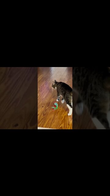 My cute cat running around