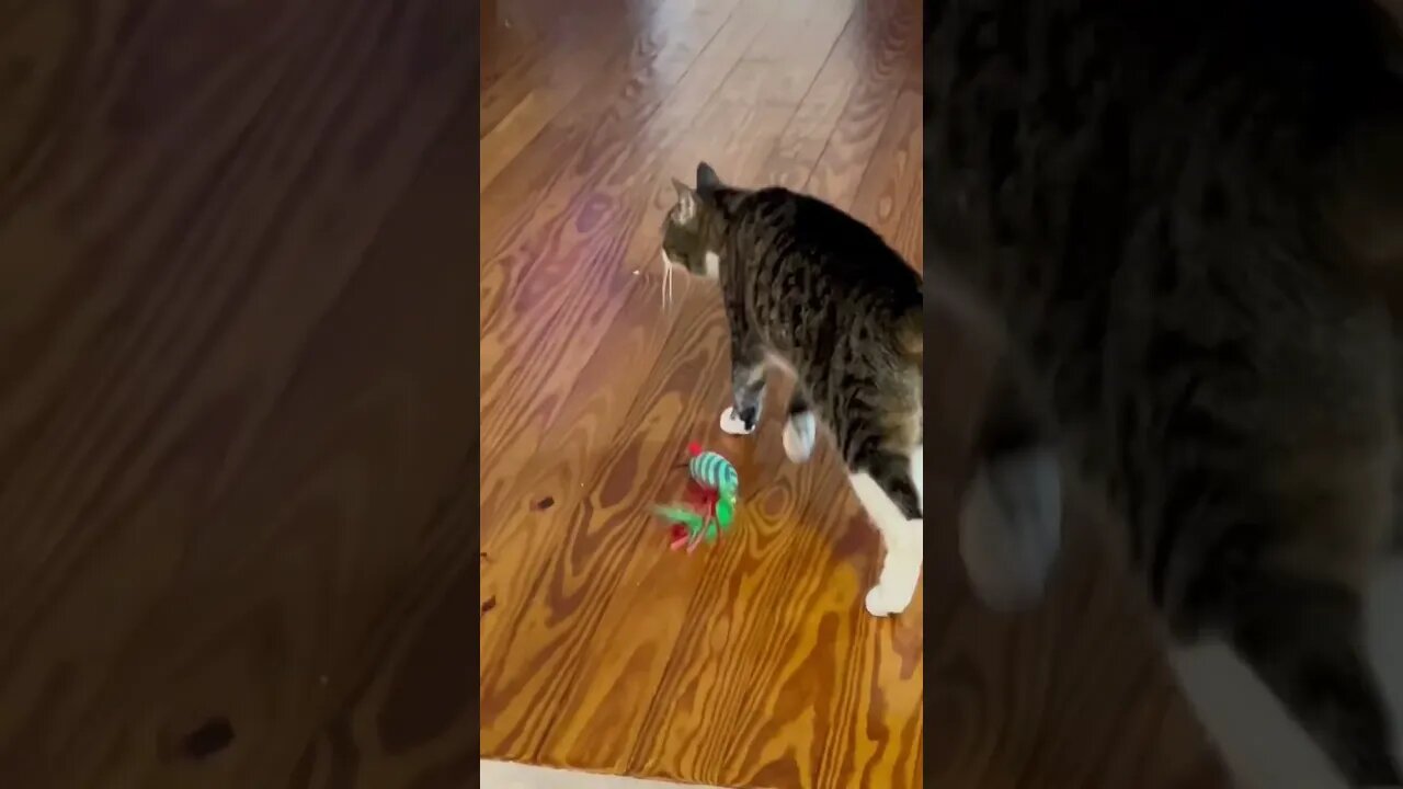 My cute cat running around