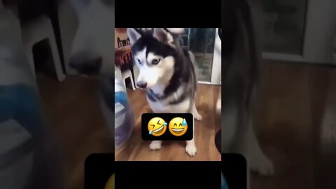 BEST 😍FUNNY😍 PET VIDEOS #70 - Try Not To Laugh #shorts