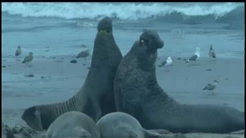 Elephant Seal Combat Año Nuevo State Park 1-24-2013