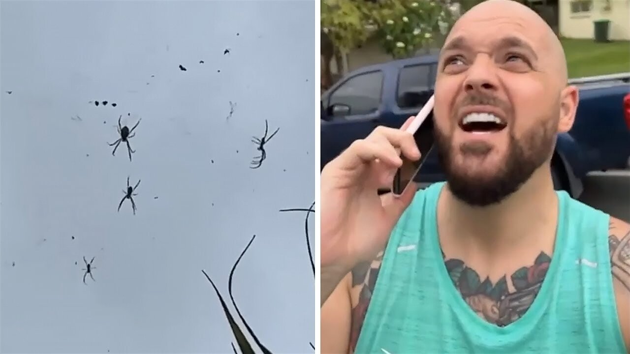 Spiders literally hang from the sky in Australia