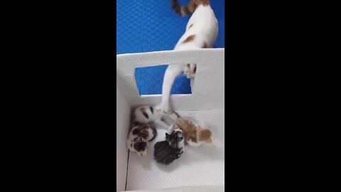 Mama Cat Plays with Her Kittens 🐱