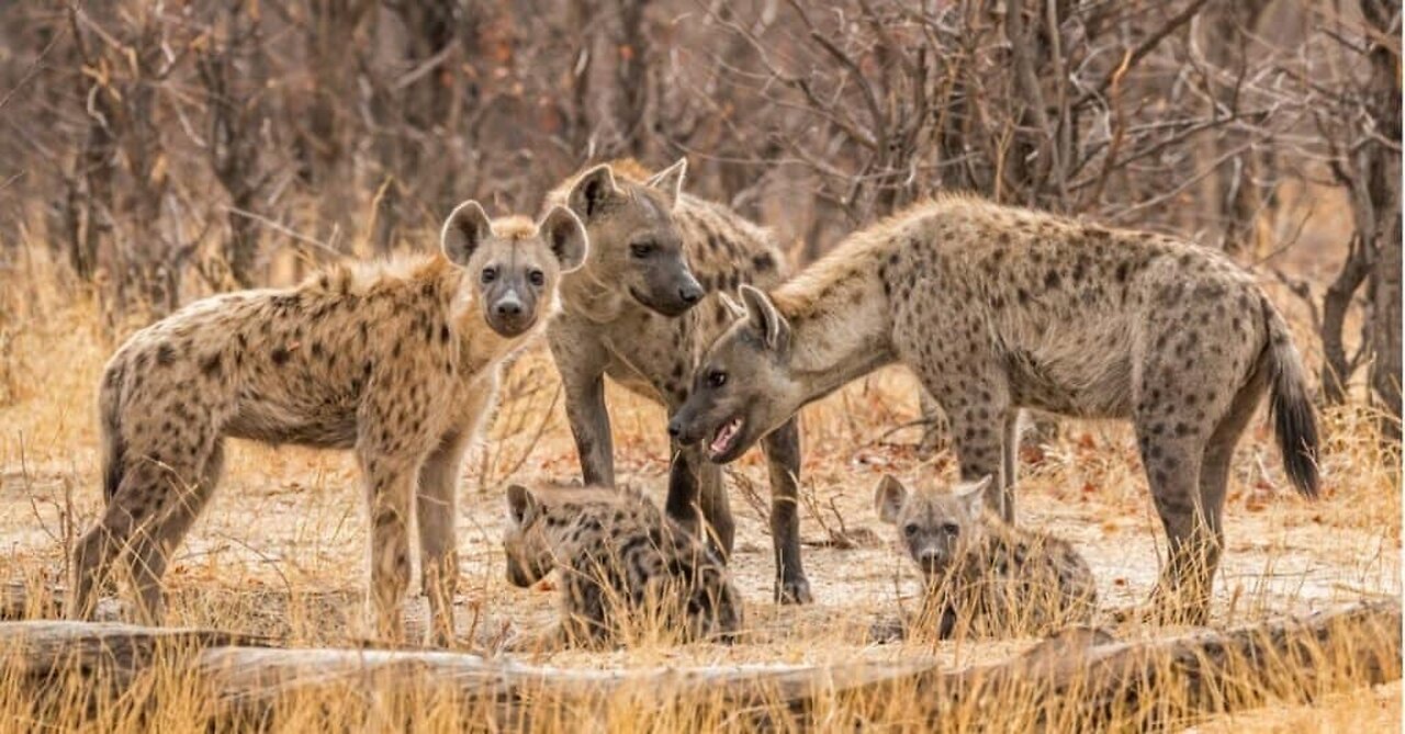 Animals very dangerous attack on other animals