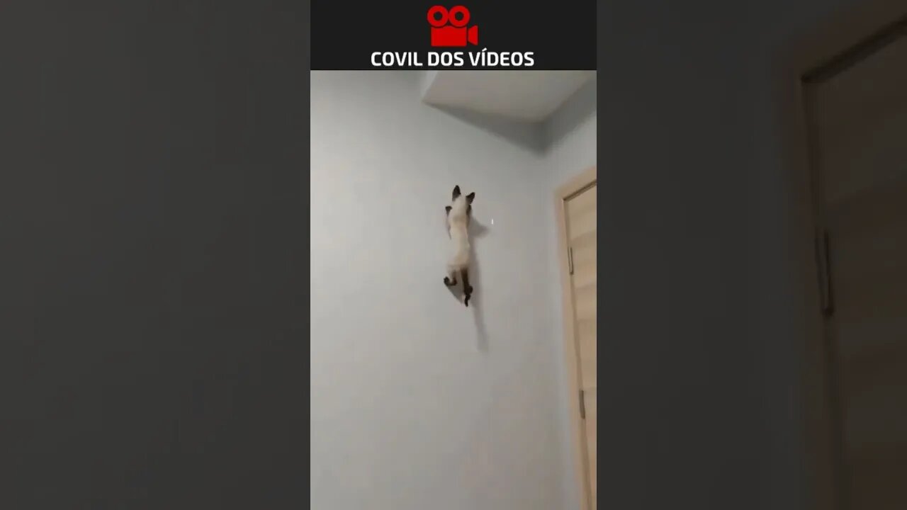 gato aranha 😮😮😮