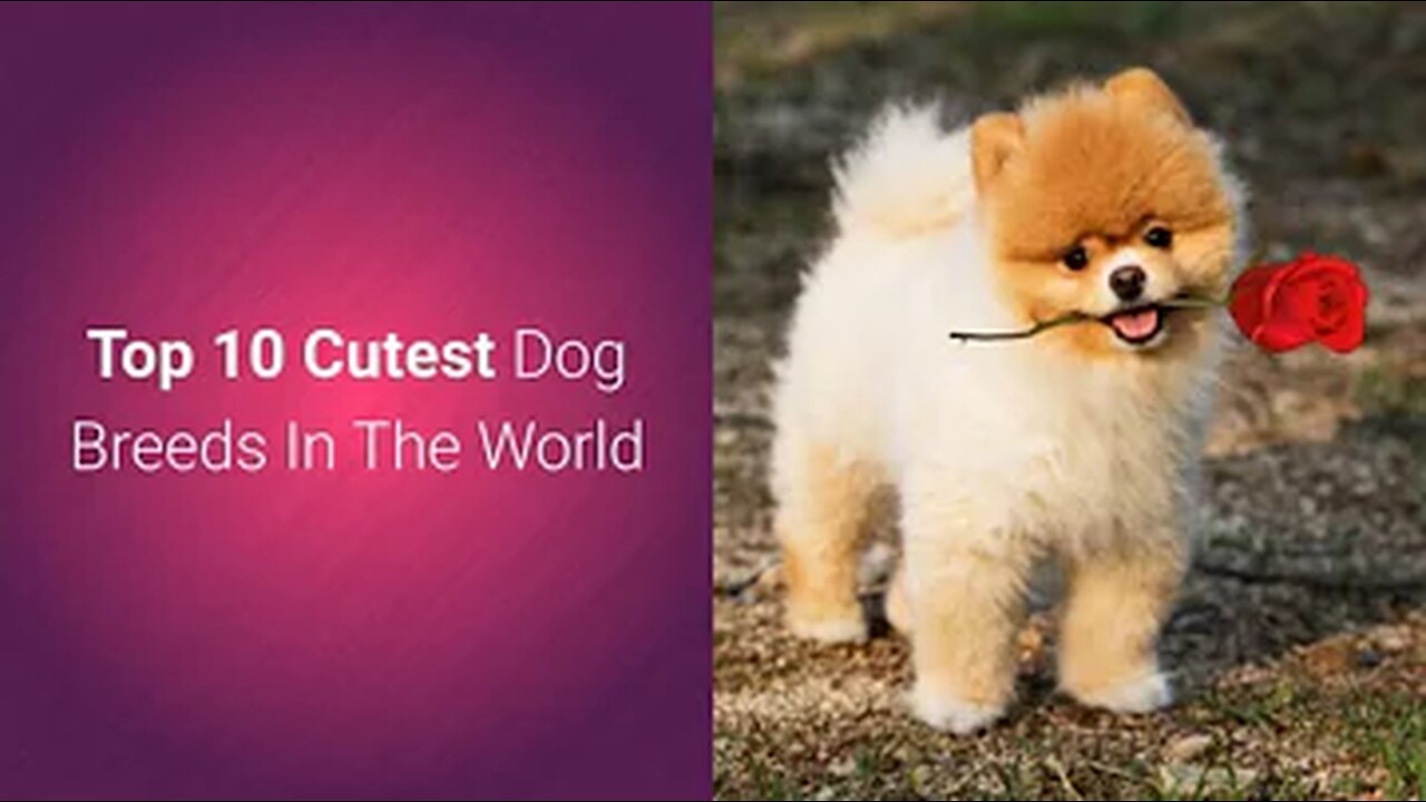 List Of Top 10 Most Cutest Dog 🐕 Breeds In The World