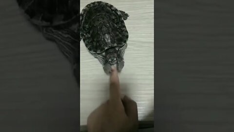 Manicure..🐢💅😅 #shorts #nails #Tiktok