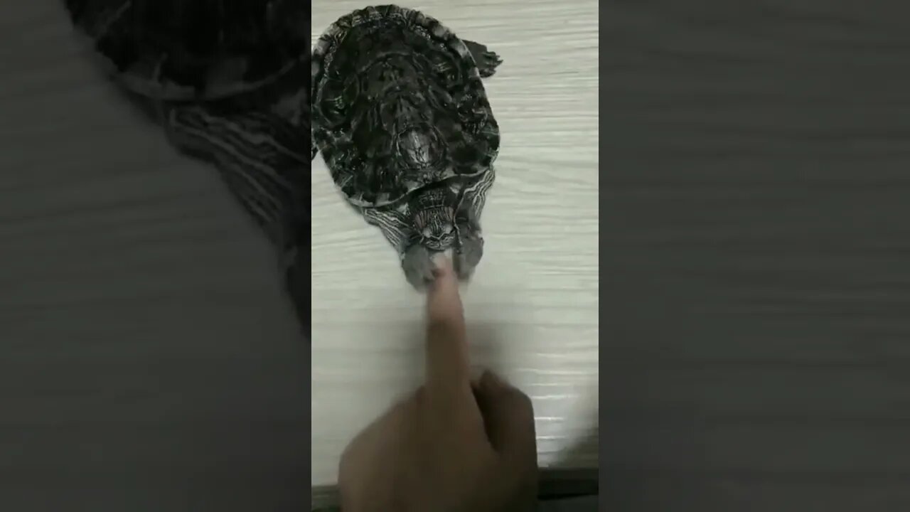 Manicure..🐢💅😅 #shorts #nails #Tiktok