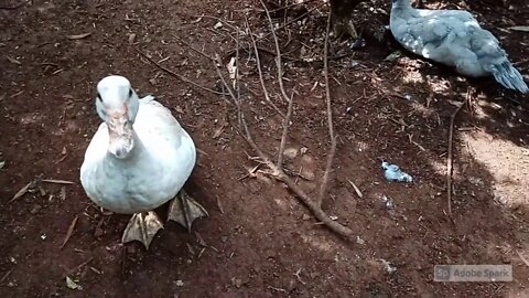 Muscovy Ducks & Bush Turkey having a rest after breakfast 26th January 2021