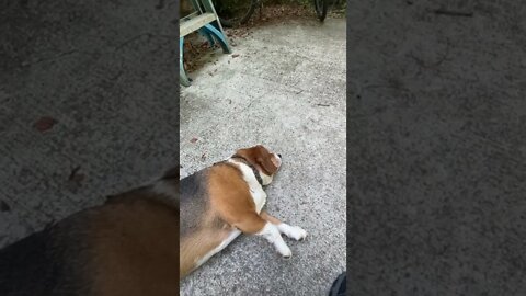 Early Morning With Banchee The Beagle
