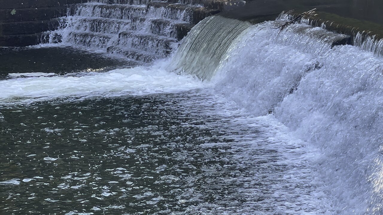 Salmon run Humber River 2022 edition 23