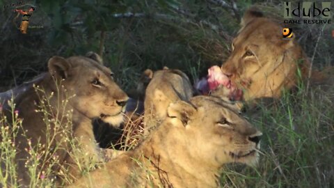 LIONS: Following The Pride 21: Another Kudu For Dinner!