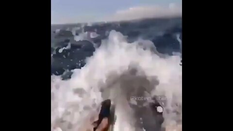 Diving with Dolphins