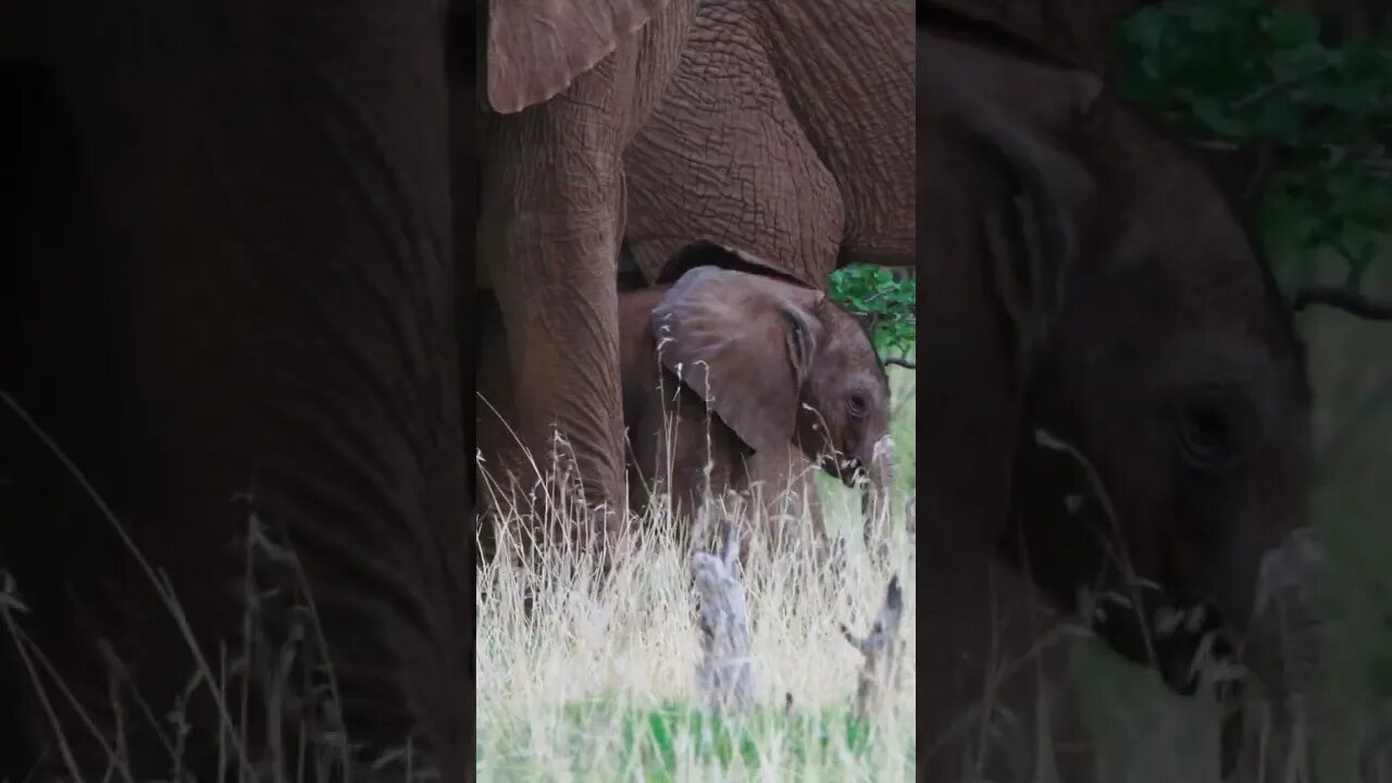 Special footage of a 1 month old elephant testing strength to push against a tree. Mum moves her on